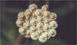 parviflora.gif (4443 bytes)