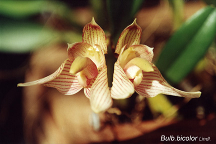 Bulb_bicolor.jpg (53307 bytes)